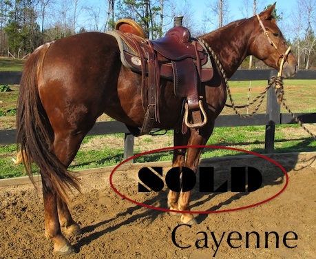 photo link to horse named Cayenne