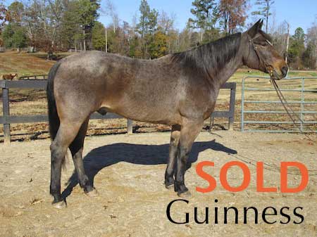 photo link to horse named Guinness